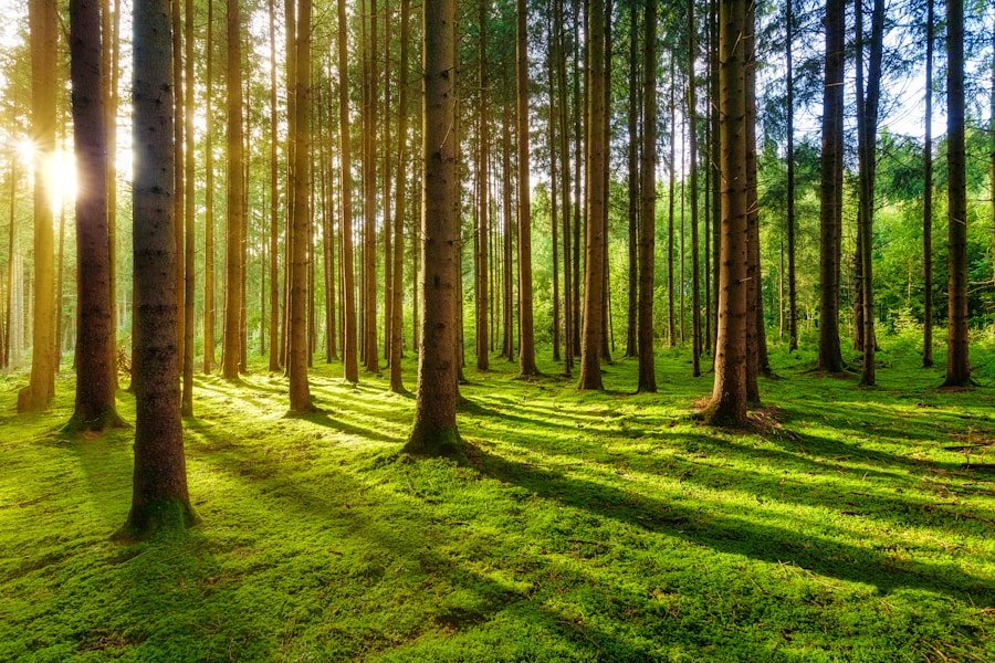 Unleashing the Potential of Your Business: Harnessing Nature-Based Principles for Growth