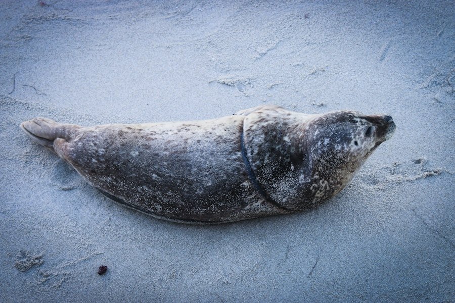 Unveiling the Impact of Eco Seals on the Art Market: A Buyer’s Perspective