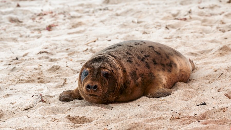 Stand Out in the Creative Industry with Eco Seals: How to Showcase Your Sustainable Practices
