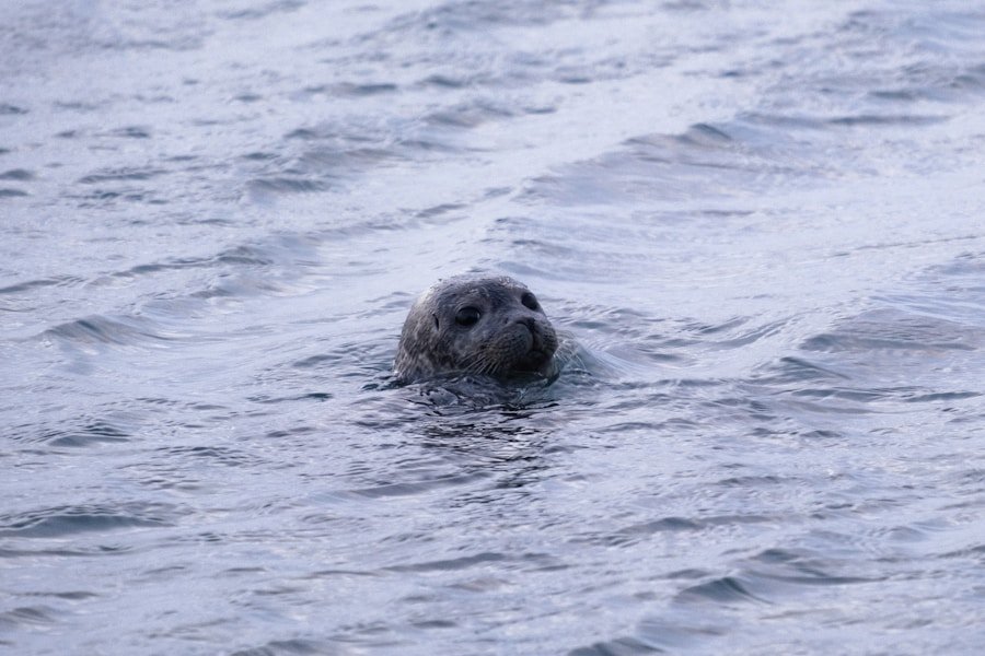 From Logo to Loyalty: How Circular Seal Marketing Influences Consumer Behavior