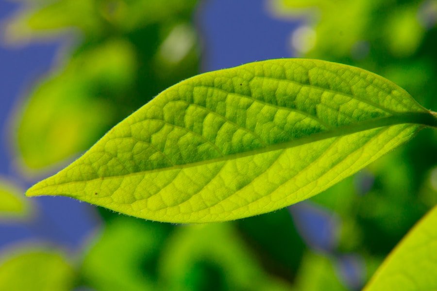 Going Green: How Eco Branding Can Transform Your Health Business