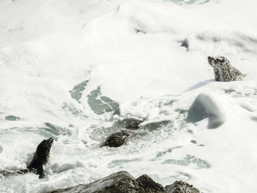 Mindful Travel: The Rise of Eco Seals in Meditation and Wellness Retreats