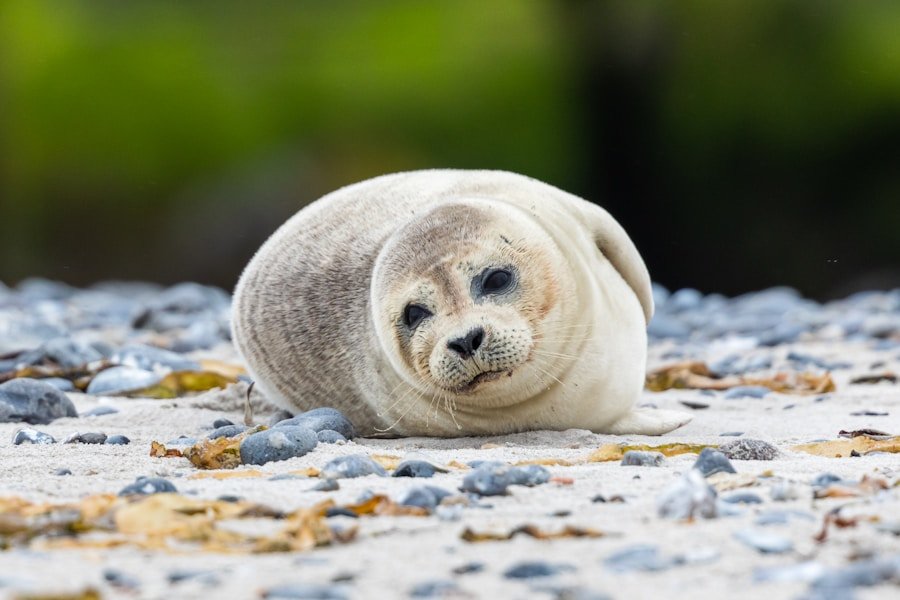 Mastering Circular Seal and Compostability (BNQ / CIC) Certification: A Step-by-Step Guide