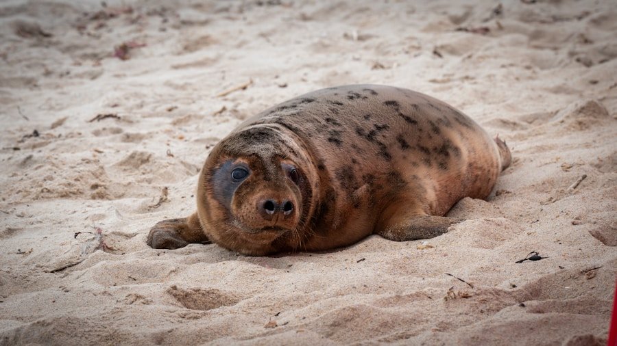 Comparing Rebiore and Other Eco Seals: A Guide for Regenerative Businesses