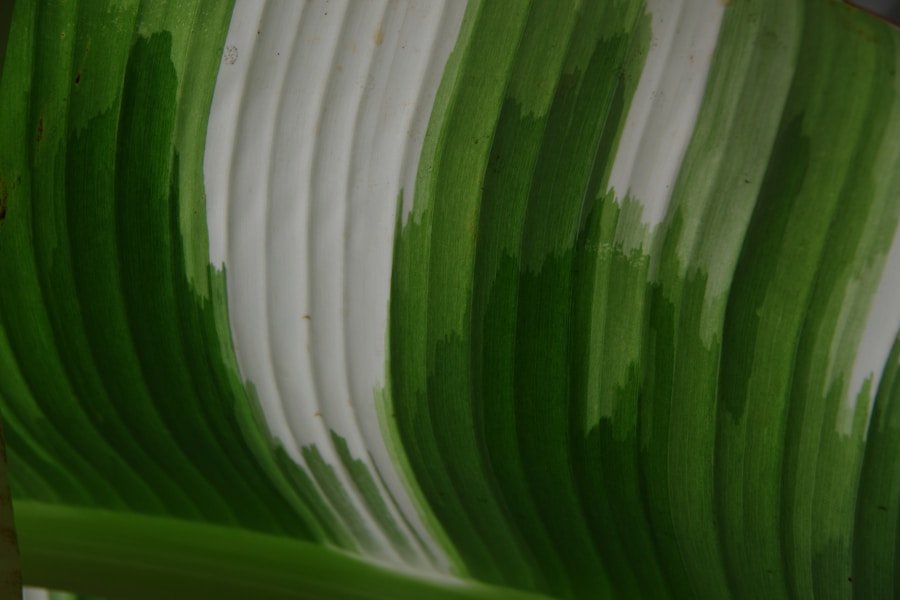 Building a Sustainable Future: Dubai’s Leading Eco-Certification Consultants for Businesses