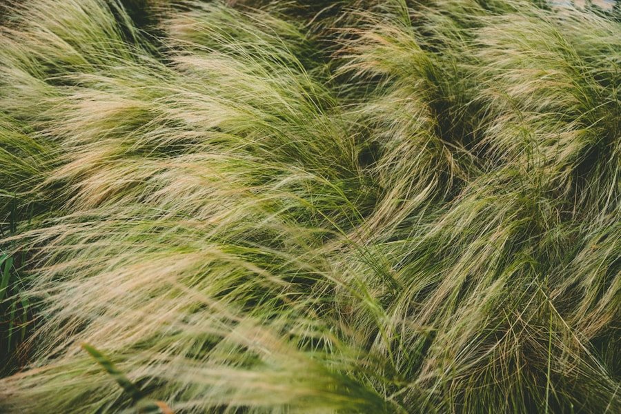 Greening the Desert: How Sustainable Landscaping Firms are Transforming Dubai’s Luxury Estates