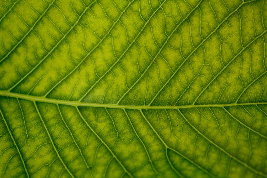 Going Green: The Best Eco Labels for Your Holistic Lifestyle